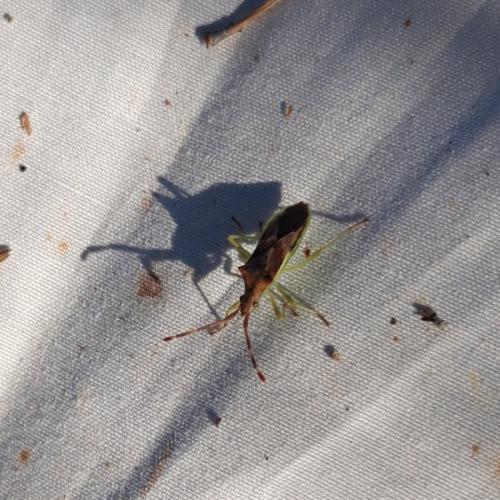 Réf. 226 584 : Gonocerus juniperi